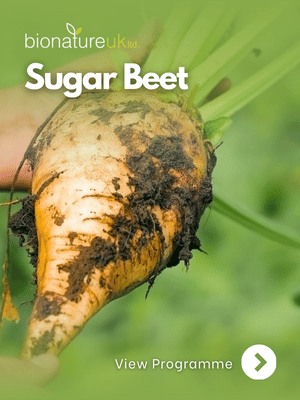 Sugar Beet_thumbnail